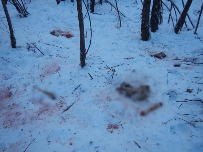 В Черлакском районе возбуждено уголовное дело по факту незаконной охоты